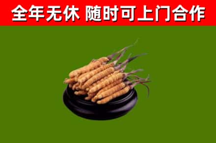 开封市回收散虫草