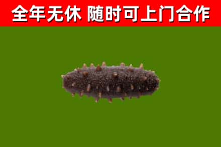 开封市回收海参干